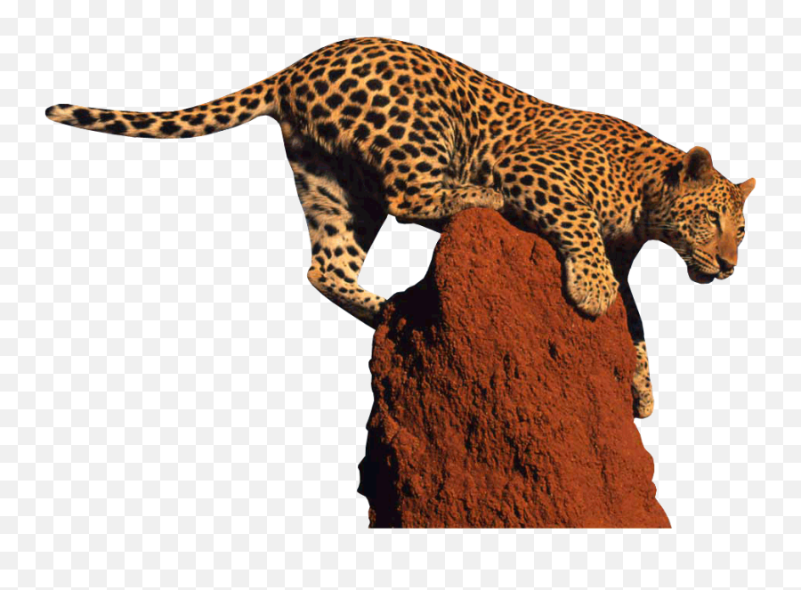 Leopard Png Transparent Free Images - Leopard Png,Leopard Png