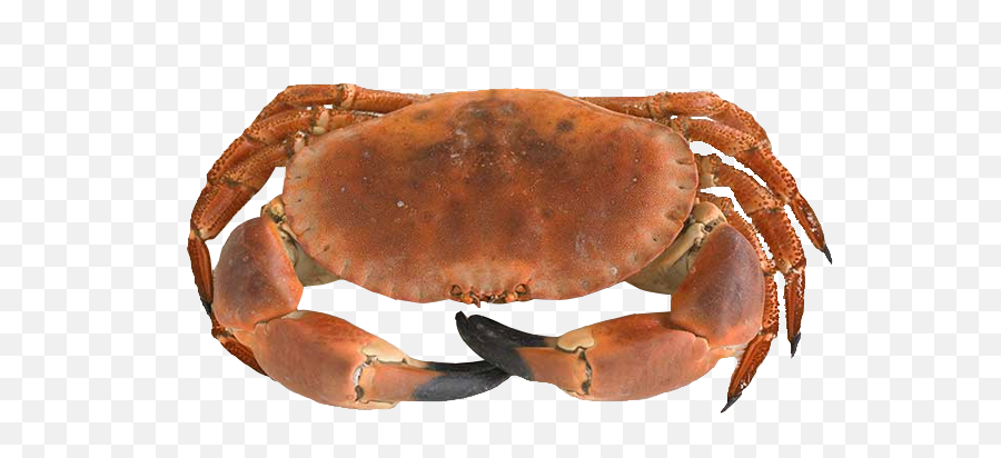 Download Dungeness Crab Png Image With No Background - Brown Crab,Crab Png