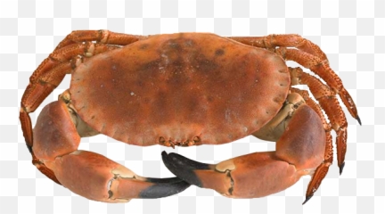 Download Dungeness Crab Png Image With No Background - Brown Crab,Crab Png