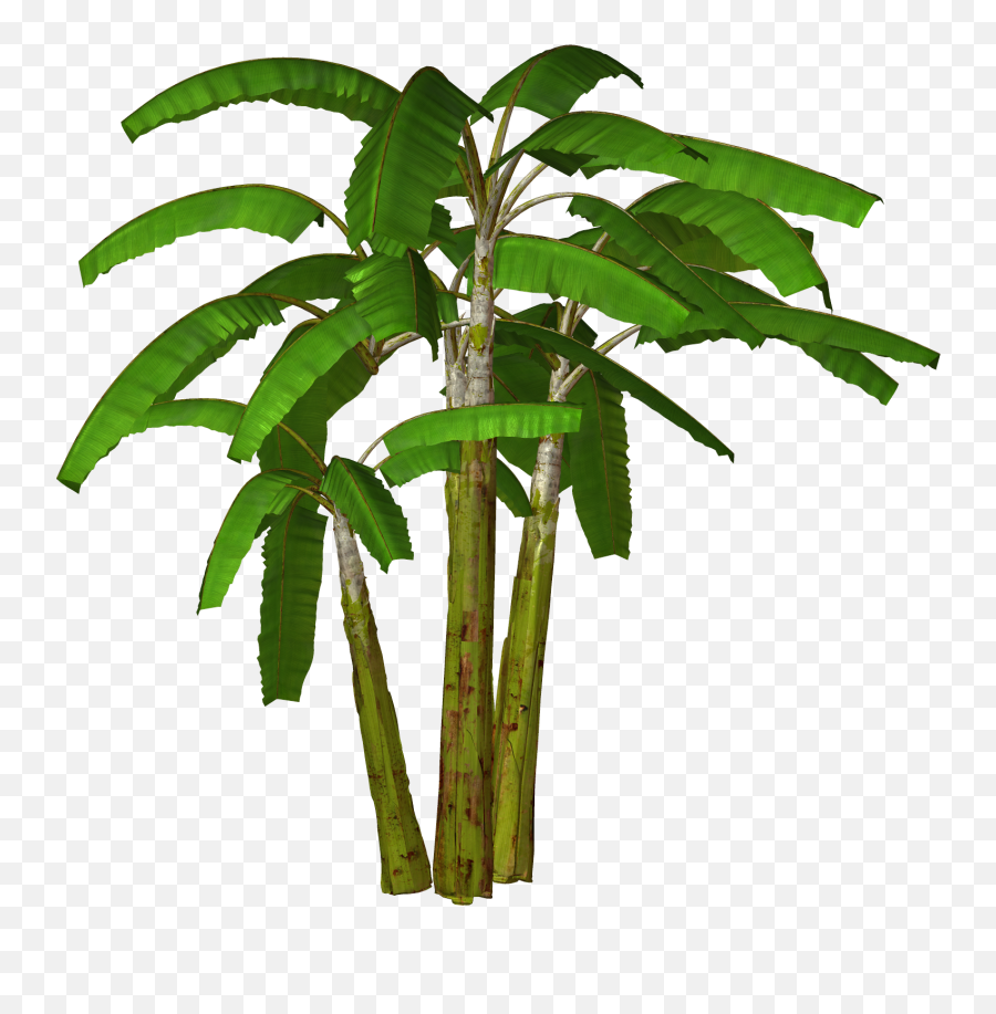 Palm Tree Transparent Background 31905 - Free Icons And Png Banana Tree Png,Forest Tree Png