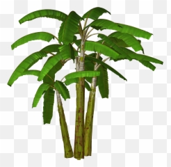 Palm Tree Transparent Background 31905 - Free Icons And Png Banana Tree Png,Forest Tree Png
