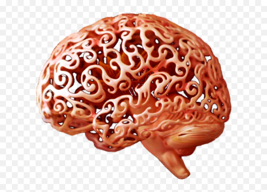 Neurosurgeon In Pune - Best Top Good Pediatric 3d Printed Brain Art Png,Png Pune