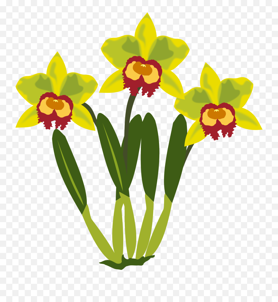 Clip Art Of Orchid Free Image - Pflanzen Clipart Png,Orchids Png