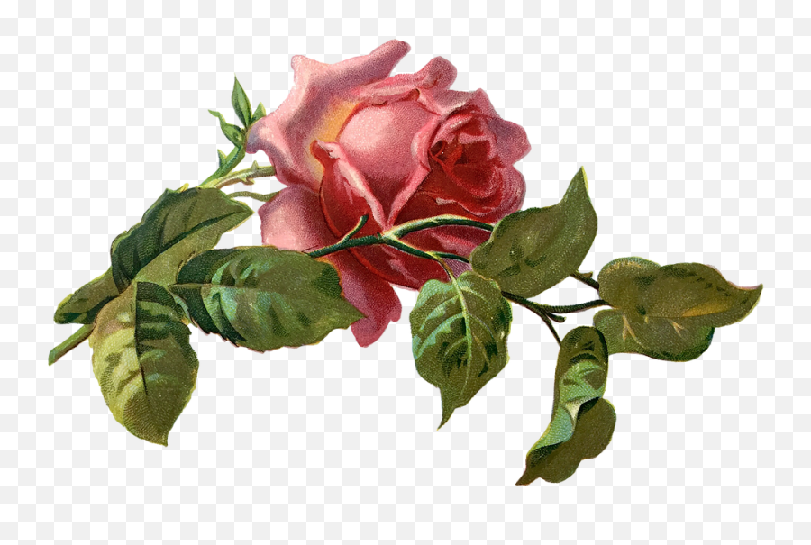 100 Free Pink Old U0026 Vintage Illustrations - Pixabay Vintage Plant Sticker Png,Vintage Rose Png