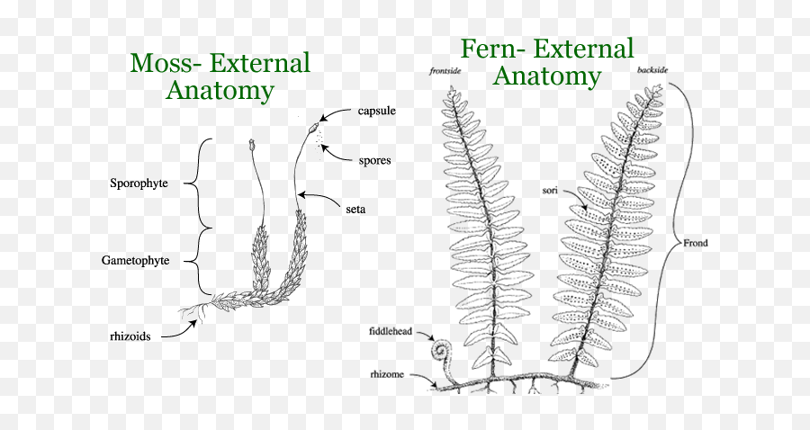 Fern Clipart Spore - Moss Anatomy Full Size Png Download Moss Anatomy,Spanish Moss Png