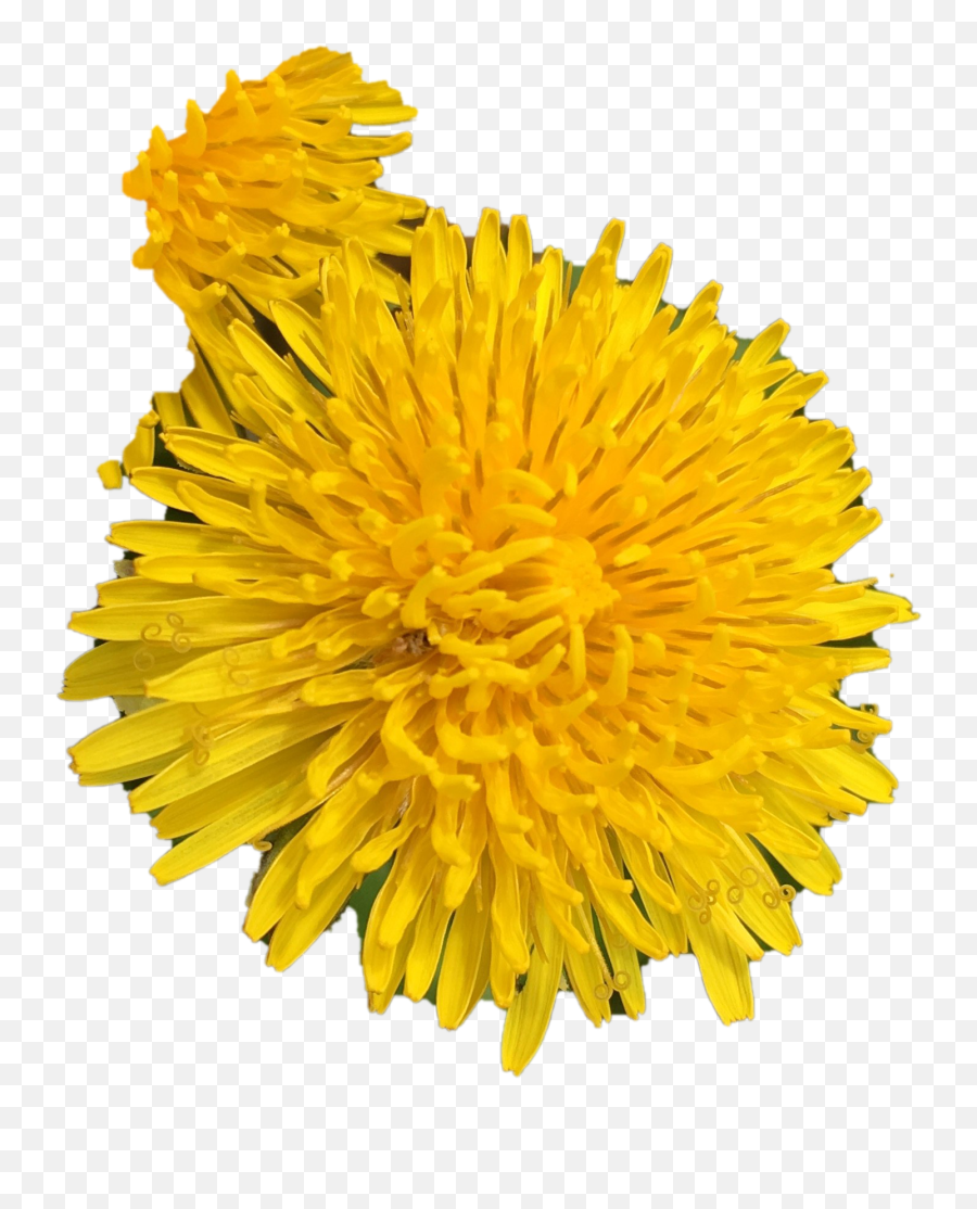 Dandelion No Background Png Play - Dandelion,Yellow Flower Transparent Background