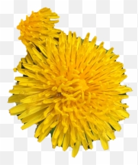 Dandelion No Background Png Play