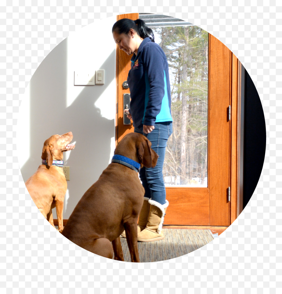 Pet Sitting And Dog Walking - Martingale Png,Leash Icon