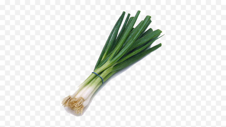 Download - Green Onion Png,Onion Png