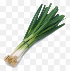 Download - Green Onion Png,Onion Png