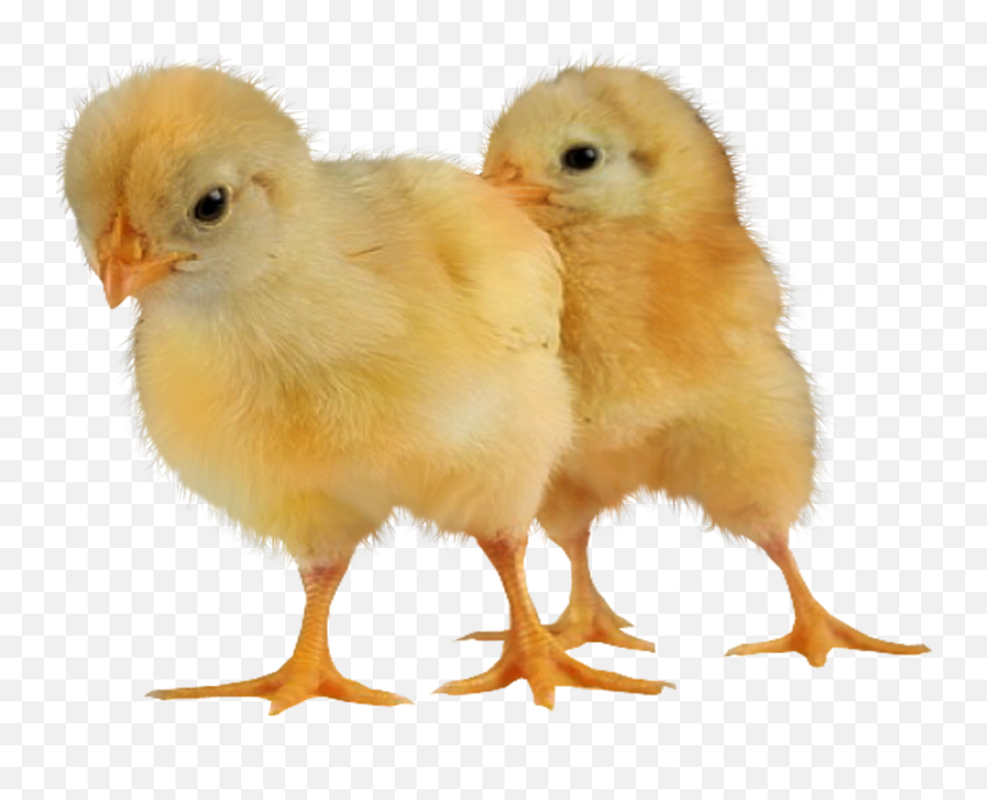 Download Hd Baby Chickens Png Images - Baby Chicken Transparent Png,Baby Chicks Png