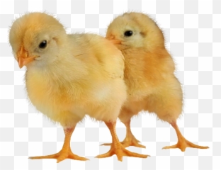 Download Hd Baby Chickens Png Images - Transparent