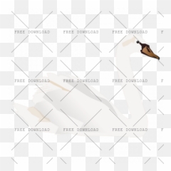Duck Goose Swan Bird Png Image With Transparent Background - Bloemenboog Met Witte Zwanen,Goose Transparent