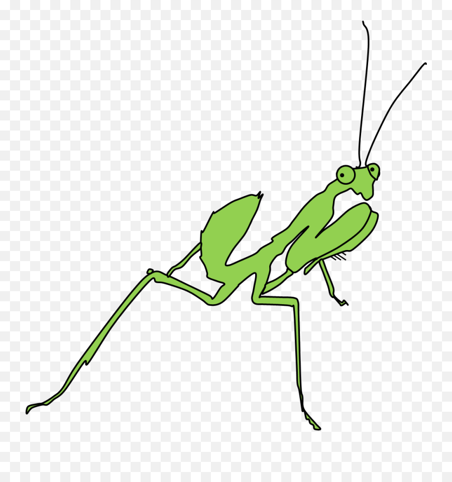Insect Chemical And Evolutionary Ecology U2013 Dr Emily R Png Praying Mantis Icon