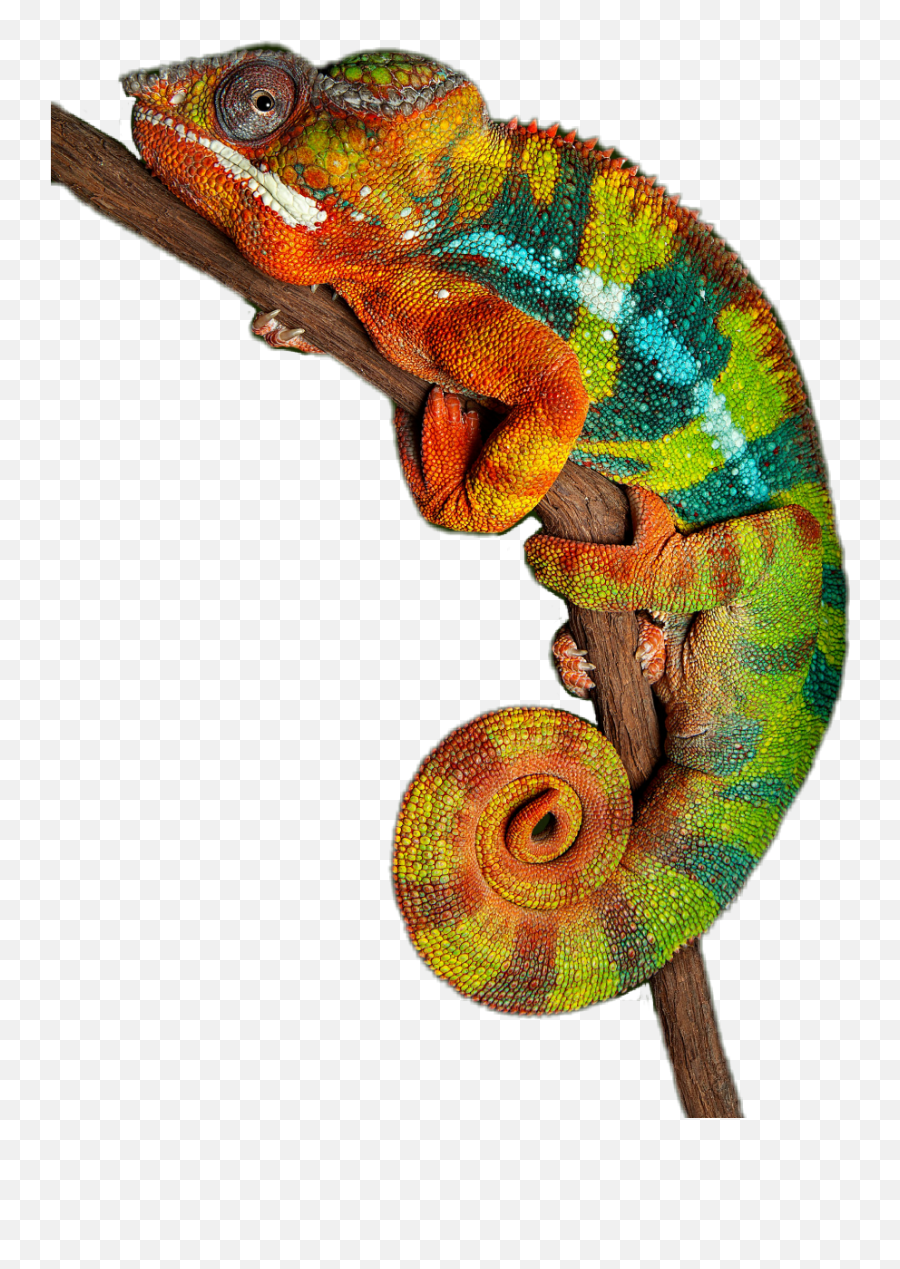 Camaleão Camaleon Reptiles Picsartchallenge Picsartstic - Exotic Chameleon Png,Reptiles Png