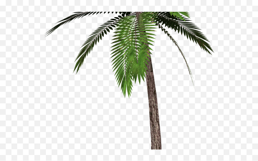 Date Palm Clipart Single - Transparent Background Palm Tree Palm Tree Transparent Png,Palm Tree Clipart Png