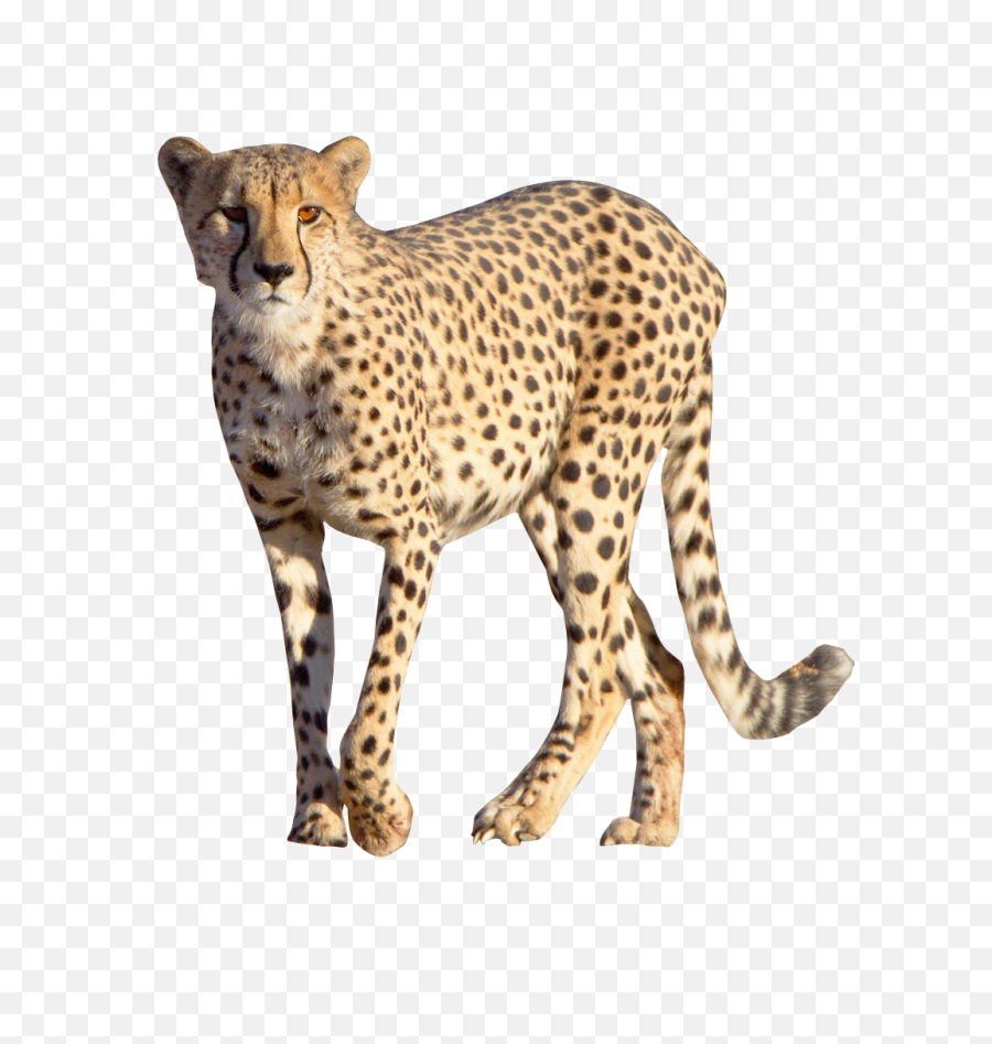 Download Cheetah Free Png Transparent Image And Clipart - Cheetah Png,Cheetah Print Png