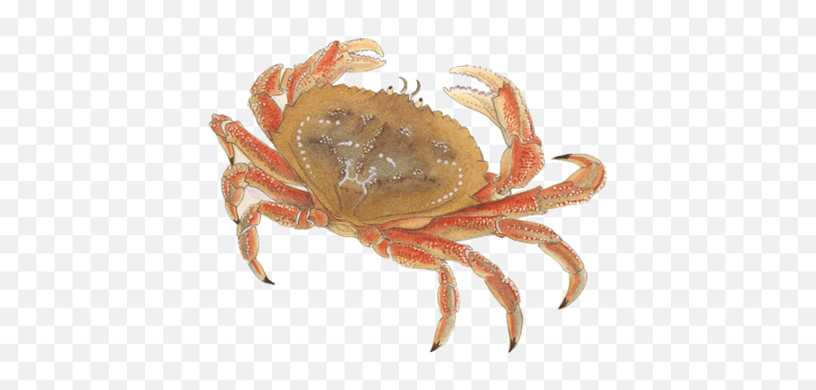 Crab Png Transparent Images - Sea Food Images Crab,Crab Transparent Background