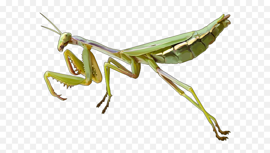 Download Free Png Mantis Pic - Mantis Png,Mantis Png