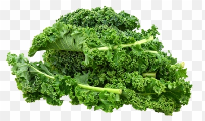 Kale - Curly Kale Png,Kale Png