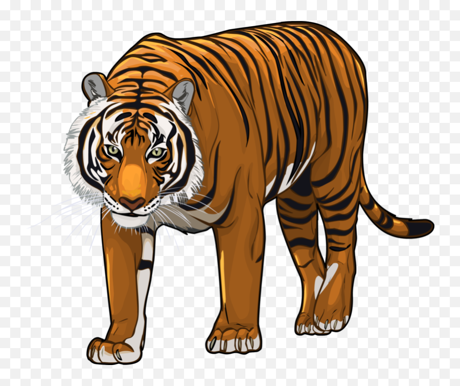 Picture Transparent Library Png Files - Transparent Tiger Cartoon Png,Tiger  Png - free transparent png images 