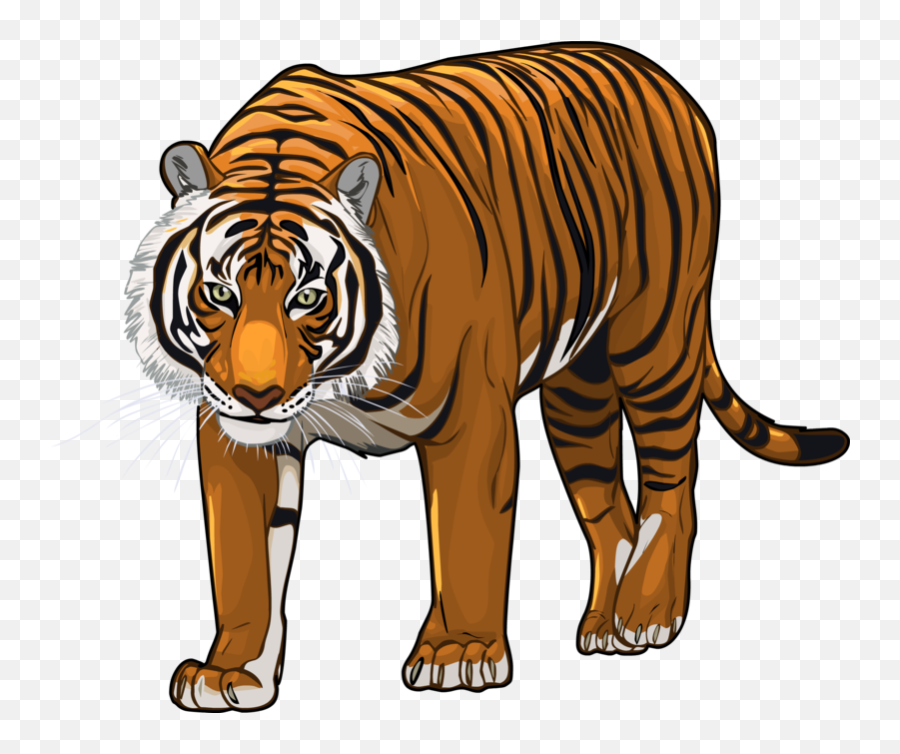 Picture Transparent Library Png Files - Transparent Tiger Cartoon Png,Tiger Png