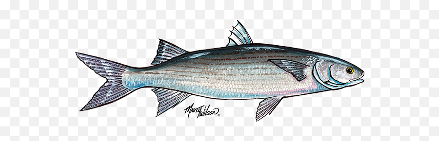 Mullet Fish Drawings Png Image - Mullet Fish Mississippi,Mullet Png