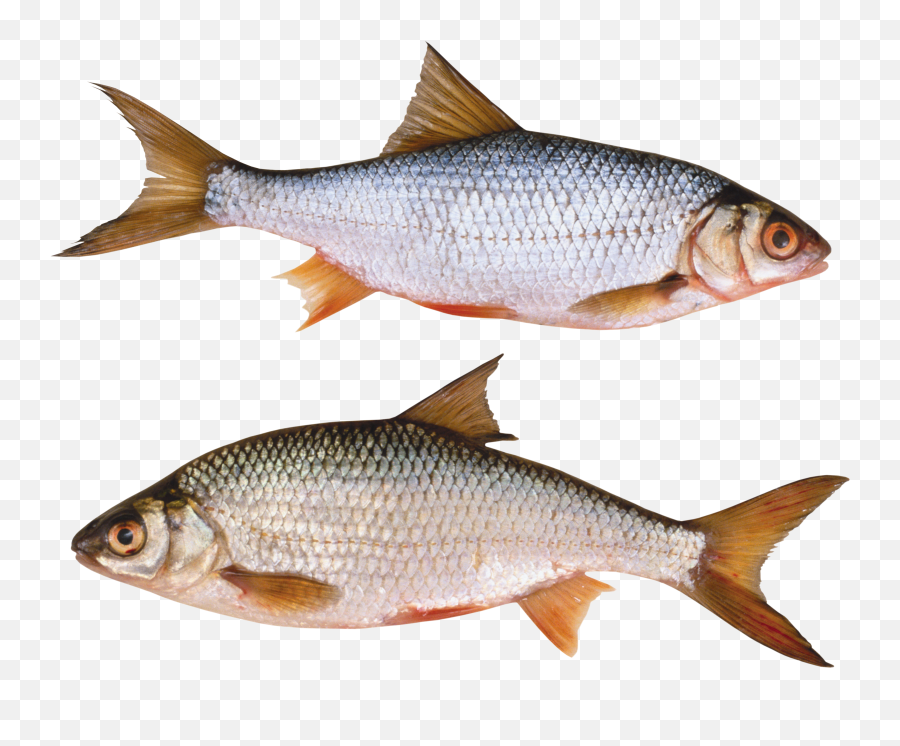 Download Jumping Fish Png - Water Animals Fish Png,Fish Png Transparent