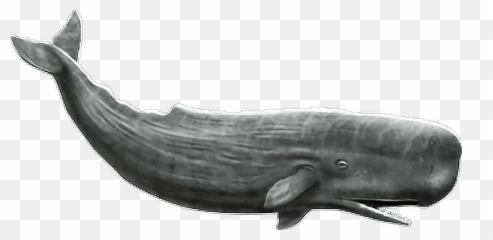Download Report Abuse - Whale Png PNG Image with No Sperm Transparent Background