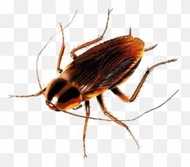 Transparent Cockroach - Animals Breathing Through Spiracles Png,Cockroach Transparent
