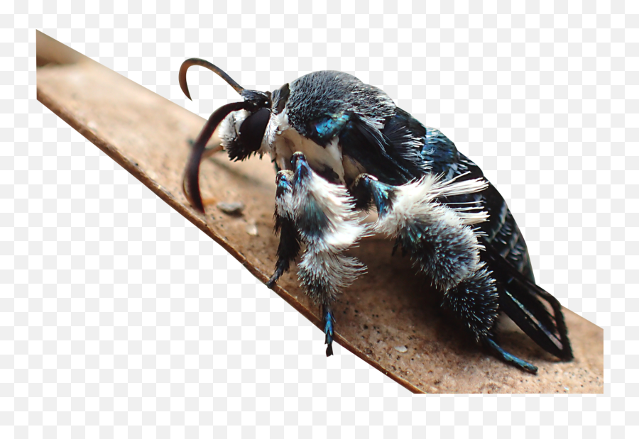 Clearwing Foundation For Biodiversity L Research - Oriental Blue Clearwing Png,Wing Transparent