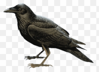 Cello Tvs Stickers For Android Ios - Raven Bird Png,Raven Transparent