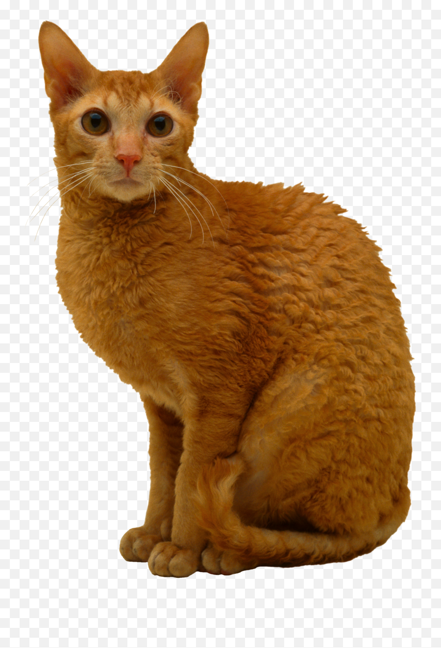 Cat Png - Cornish Rex Cat Orange,Orange Cat Png