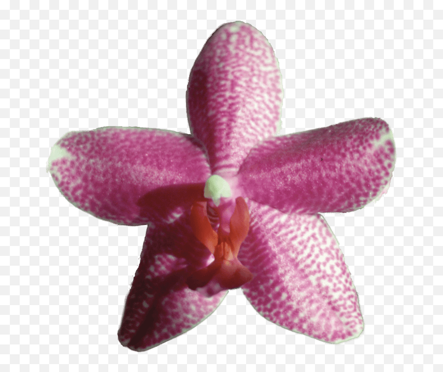 Gossamer Enduring Love - Orchids Of The Philippines Png,Texas Star Png