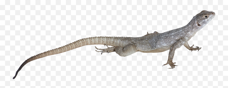 Lizard Png Images Free Download - Png,Lizard Png