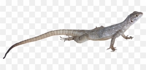 Lizard Png Images Free Download
