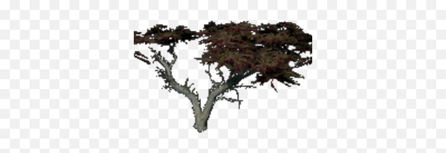 Monterey Cypress Fragmented Wikia Fandom - Oak Png,Cypress Tree Png