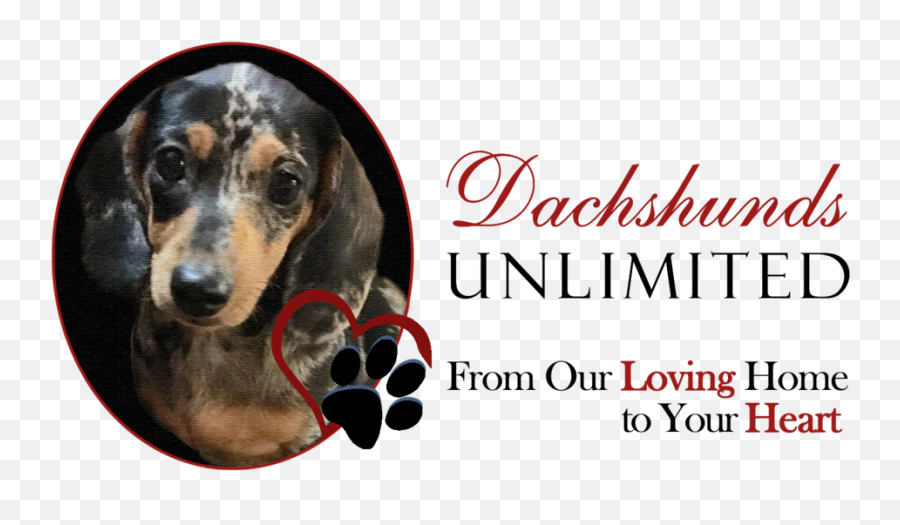 Our History Dachshunds Unlimited Png Dachshund
