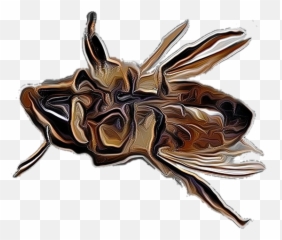The Host Mysite 1 - House Fly Png,Bee Png