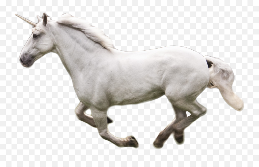 Download Unicorno Png Image For Free - Unicorno Png,Teemo Png