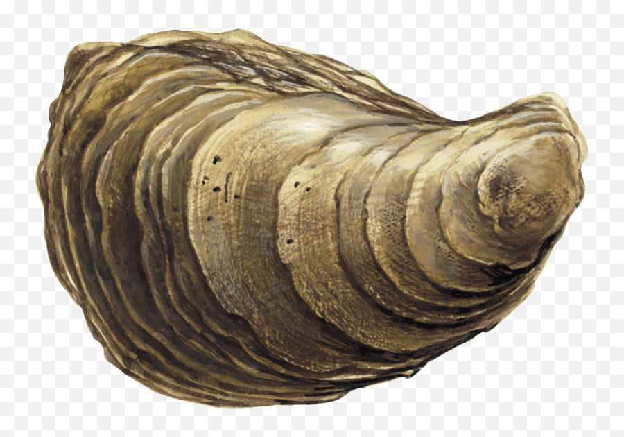 Santa Monica Seafood Guide - Seashell Png,Oysters Png