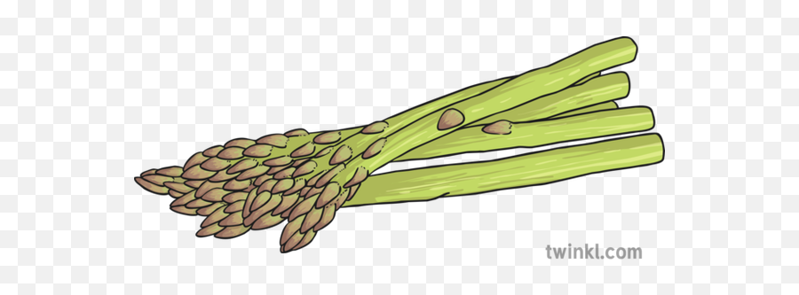 Asparagus Illustration - Chard Png,Asparagus Png