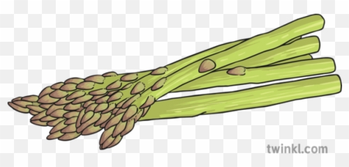 Asparagus Illustration - Chard Png,Asparagus Png