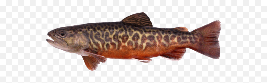 Tiger Trout - Tiger Trout Ct Png,Trout Png