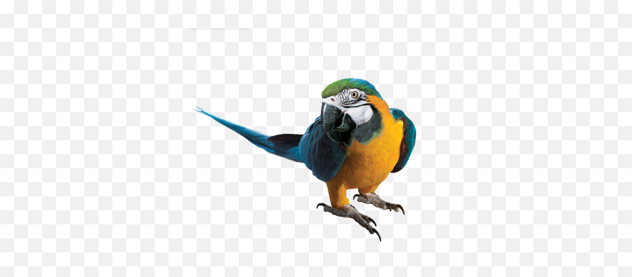 Macaw Png Transparent Images - Macaw,Macaw Png