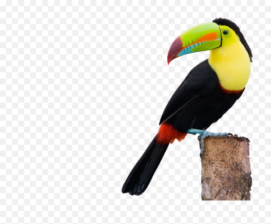 Download Toucans Clip Free Stock - Keel Billed Toucan Png,Toucan Png