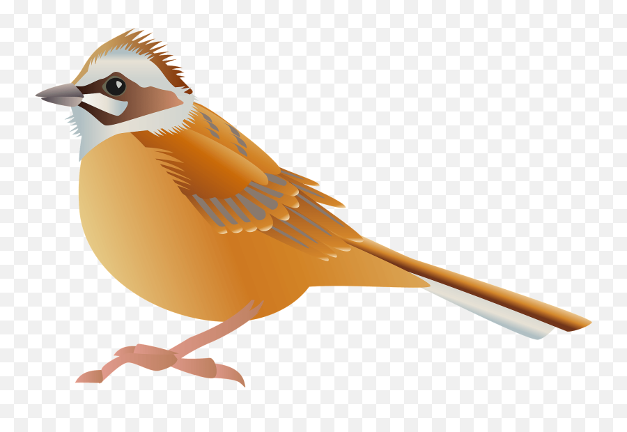 Meadow Bunting Bird Clipart Free Download Transparent Png