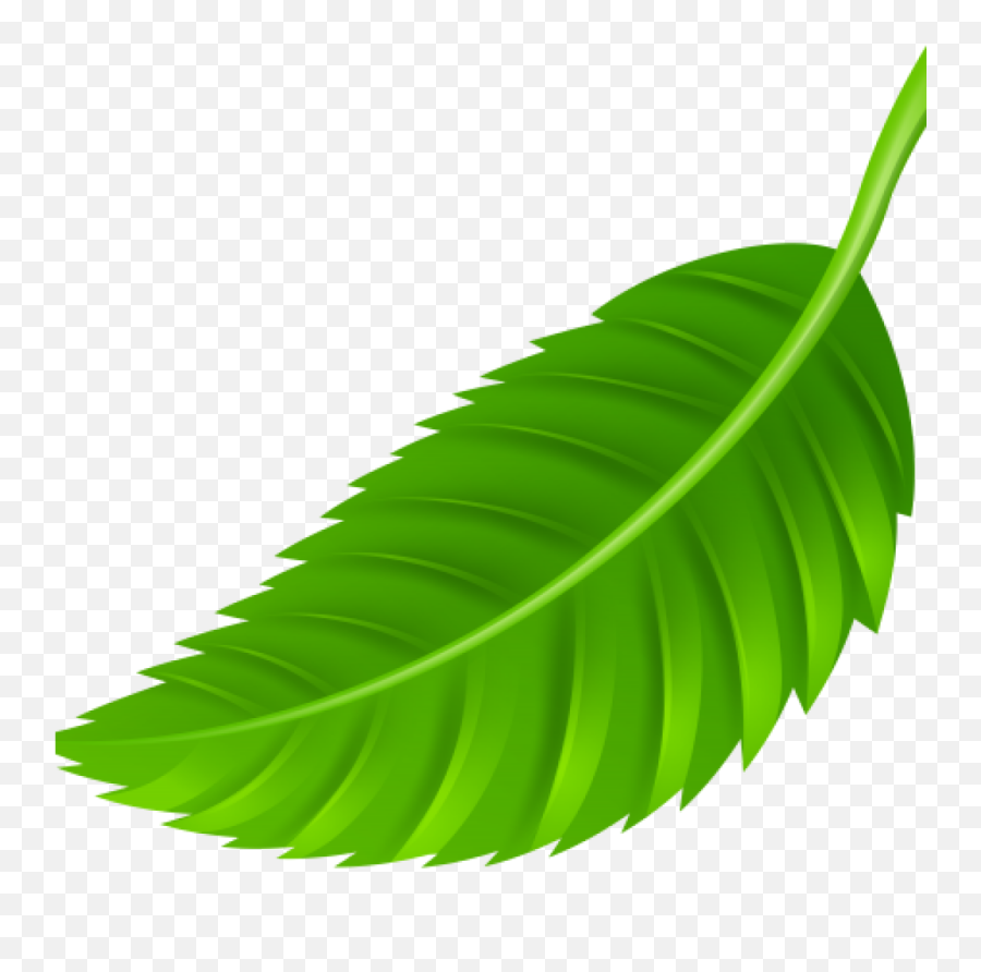 Leaf Images Clip Art Png - Green Colour Leaf Clipart,Banana Leaves Png