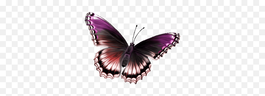 Top Butterfly Stickers For Android U0026 Ios Gfycat - Butterfly Hd Images Download Png,Butterfly Gif Transparent