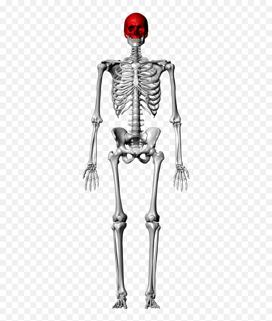 Skull Labeling Quiz - Femur Skeleton Png,Skull And Bones Png
